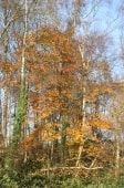 Est de Mont-Cauvaire